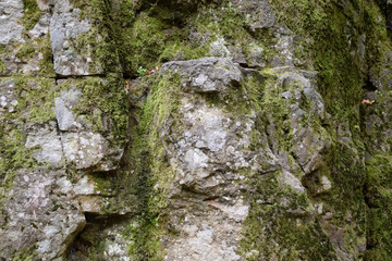 Fototapeta na wymiar Green moss on the rock. stone overgrown with a bhomme