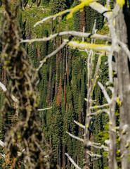 Kootenay Forest