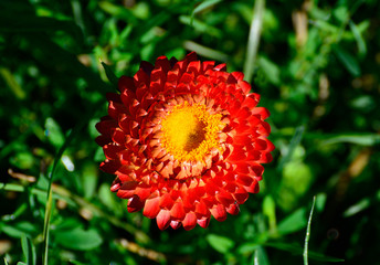 Helichrysum