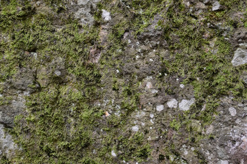 Green moss on the rock. stone overgrown with a bhomme