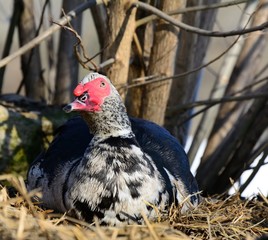 Muscovy duck closeup