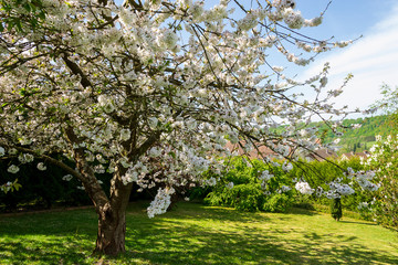 Fototapeta na wymiar photo d'un arbre en fleurs un cerisier dans un jardin 