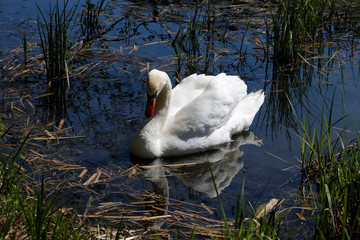 Swan, Hoeckerschwan, Bird, Waterbird, Rheinhartsbrunn, Thuringia, Germany, Europe