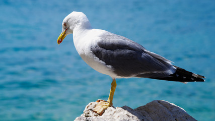 seagull on the beach