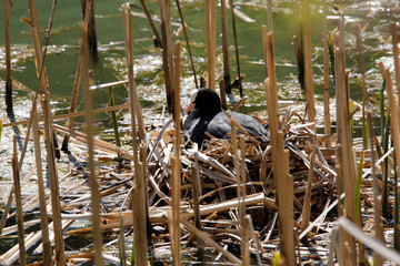 Cool, Ralle, Bird, Water bird, Reinhartsbrunn, Thueringen, Germany, Europe