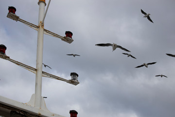 White colored seagull flying in the air. Background of cloudy blue sky. Close up.
