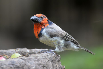 Black collared barbet perched on a bird feeder