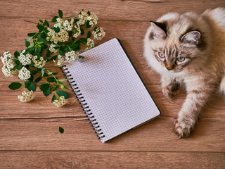 Flatlay comosition flowers with cat and notepad wooden background. Copy space
