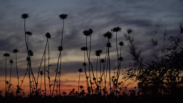 Wild thorny sunset view