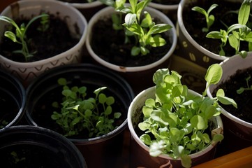 Obraz na płótnie Canvas Petunia seedlings in pots