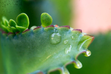 abstract leaf, water droplet on a leaf