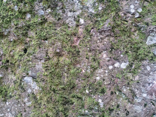 Green moss on the rock. stone overgrown with a bhomme