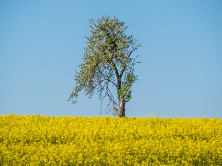 Fototapeta na wymiar Bäume im Frühjahr