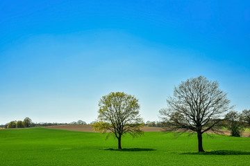Acker im Frühjahr, Wiese, 2 Bäume auf einer Wiese, blauer Himmel, hügerl, hügelig