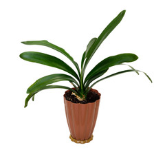 Indoor plant clivia in a brown pot.
