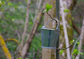 a bucket of water is on a tree on which leaves sprout. Forest growth after a fire.