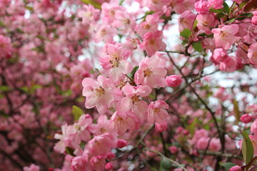 pink flowering tree