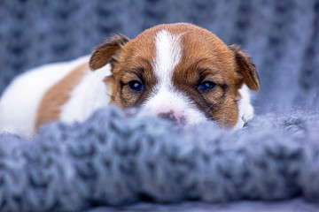 little puppy jack russell terrier just opened staring lay on a gray knitted bedspread, horizontal