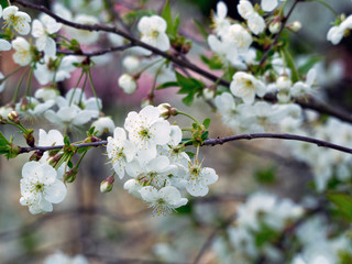 Fototapeta na wymiar blossoming apple tree in spring