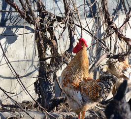 handsome rooster domesticated