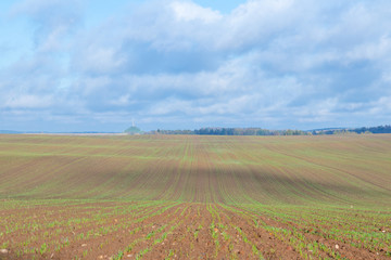 Fototapeta na wymiar Plowed field with green sprouts on a background of blue sky