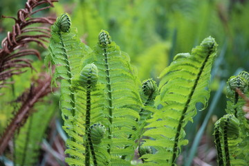 fern