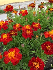 red and yellow flowers