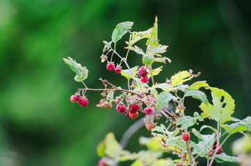 red berries on a bush