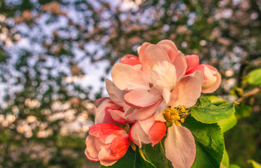 Cherry blossom tree pink blooming flowers on branch close up in sun light as spring floral botanical background with copy space for text