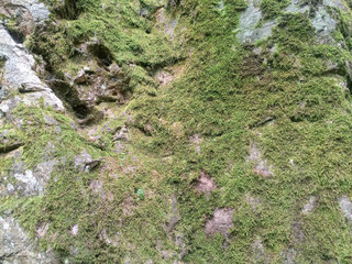 Green moss on the rock. stone overgrown with a bhomme