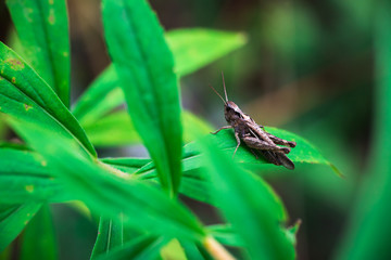 Nice grasshopper sitting on fern green leaf macro insects