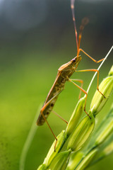 rice pest on a rice paddy