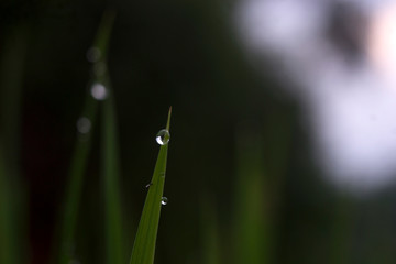 water droplet on a leaf