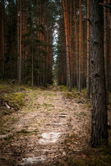 Obraz premium wood road