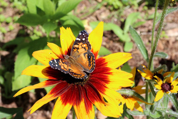 Painted Lady Butterfly in the Garden