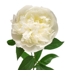 Peony flower isolated on white background. Floral pattern, object. Flat lay, top view