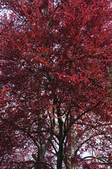 Tree crown and foliage of an old red beech Fagus sylvatica Purpurea in spring growing in arboretum Wojsławice PL