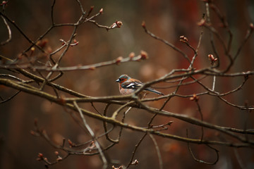 chaffinch