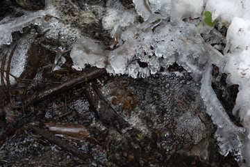 Forest stream