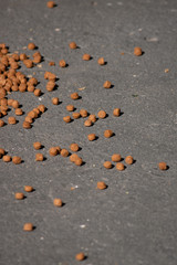 Ração de cachorro espalhada ao chão cinza