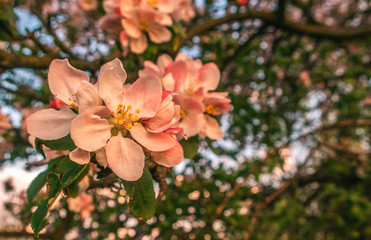 Cherry blossom tree pink blooming flowers on branch close up in sun light as spring floral botanical background with copy space for text