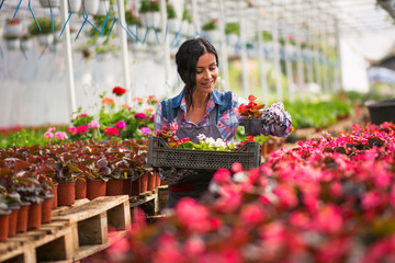 Professional gardener producing flowers in a greenhouse.