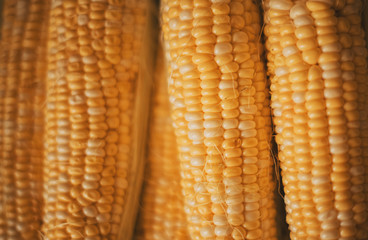 Raw ear corn. Texture background of fresh yellow corns.