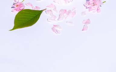 Pink cherry blossom flowers and petals on white background, perfect background with plenty of copy space, text space on, contrast picture, green leaf and fallen petals