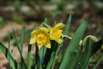 yellow daffodil flowers in the garden close-up,beautiful yellow daffodils in spring in the garden