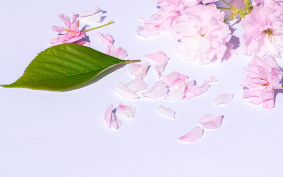 Pink cherry blossom flowers and petals on white background, perfect background with plenty of copy space, text space on, contrast picture, green leaf and fallen petals