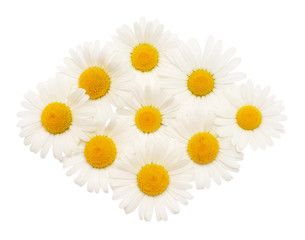 Collection white daisy flower isolated on white background. Flat lay, top view. Floral pattern, object