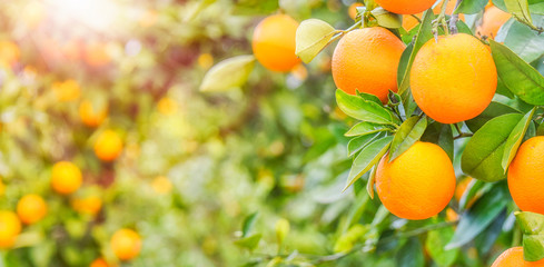 Orange tree, summer background