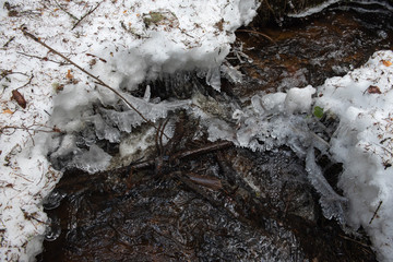 Forest stream