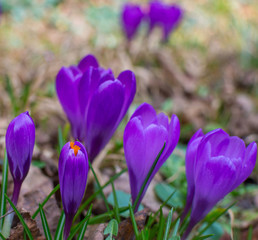 Blooming purple crocus flowers, first spring flowers in the forest